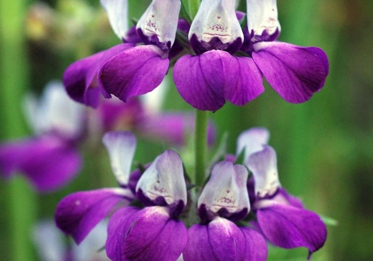 Gardening in southern Spain: Collinsia heterophylla